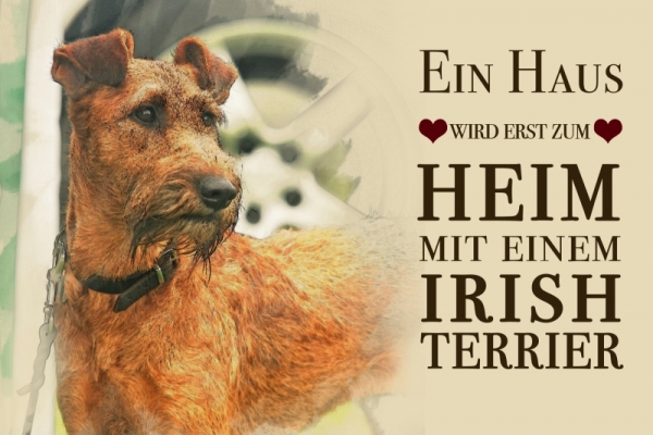 Metallschild Irish Terrier
